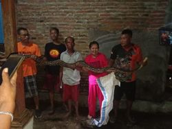 Rumah Warga Sukoharjo Kebanjiran, Ternyata Ada Ular Sanca Ngumpet di Selokan