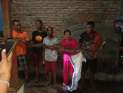 Rumah Warga Sukoharjo Kebanjiran, Ternyata Ada Ular Sanca Ngumpet di Selokan