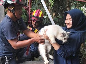Damkar Evakuasi Kucing Persia 2 Hari Kecebur Sumur di Klaten Damkar Evakuasi Kucing Persia 2 Hari Kecebur Sumur di Klaten