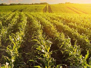 Masihkah Ukraina Jadi Lumbung Pangan Dunia di Tengah Invasi Rusia? Masihkah Ukraina Jadi Lumbung Pangan Dunia di Tengah Invasi Rusia?