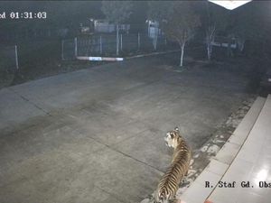 Harimau Masuk ke Area BRIN Agam, Terjebak Dinding Beton Harimau Masuk ke Area BRIN Agam, Terjebak Dinding Beton