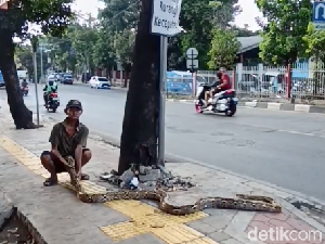 Lansia Pembentang Ular Sebut Pemotor Tak Berani Lagi Terobos Trotoar Lansia Pembentang Ular Sebut Pemotor Tak Berani Lagi Terobos Trotoar