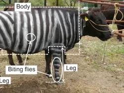 Ngecat Tubuh Sapi Jadi Hitam Putih Bisa Dapat Nobel? Ini Kisah Peneliti Jepang Ngecat Tubuh Sapi Jadi Hitam Putih Bisa Dapat Nobel? Ini Kisah Peneliti Jepang