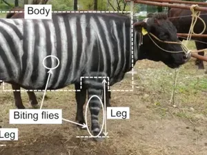 Ngecat Tubuh Sapi Jadi Hitam Putih Bisa Dapat Nobel? Ini Kisah Peneliti Jepang Ngecat Tubuh Sapi Jadi Hitam Putih Bisa Dapat Nobel? Ini Kisah Peneliti Jepang