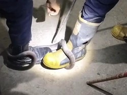 Berbahaya, Ular Welang Berbisa Masuk Rumah Warga Dibunuh Damkar