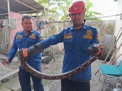 Induk Sanca Bersarang di Kantor Disbud Kulon Progo, Ada 26 Telur Siap Netas