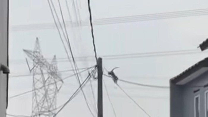 Viral monyet masuk area perumahan di Depok (dok. Istimewa)