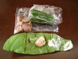Mengapa Orang NTT Suka Mengunyah Sirih Pinang? Ini Faktanya Mengapa Orang NTT Suka Mengunyah Sirih Pinang? Ini Faktanya