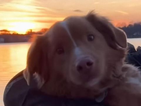 Film horor Good Boy (2025). (Independent Film Company/Shudder)