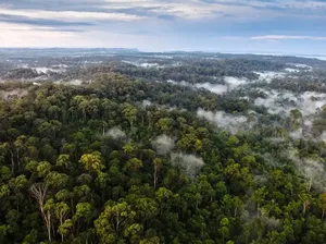 Hutan Lindung Sungai Wain, Paru-paru Kota Balikpapan Hutan Lindung Sungai Wain, Paru-paru Kota Balikpapan