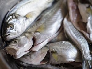 Jangan Asal Getok! Chef Ungkap Cara Mematikan Ikan Agar Halal Jangan Asal Getok! Chef Ungkap Cara Mematikan Ikan Agar Halal