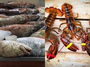 Curi Kerapu dan Lobster senilai Rp 17 Juta, Pria Ini Dipenjara 7 Tahun! Curi Kerapu dan Lobster senilai Rp 17 Juta, Pria Ini Dipenjara 7 Tahun!