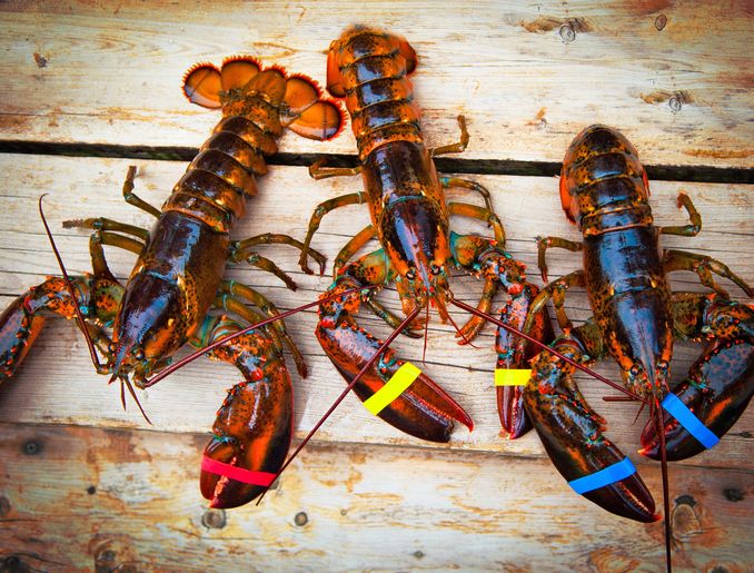 Ikan kerapu dan lobster.