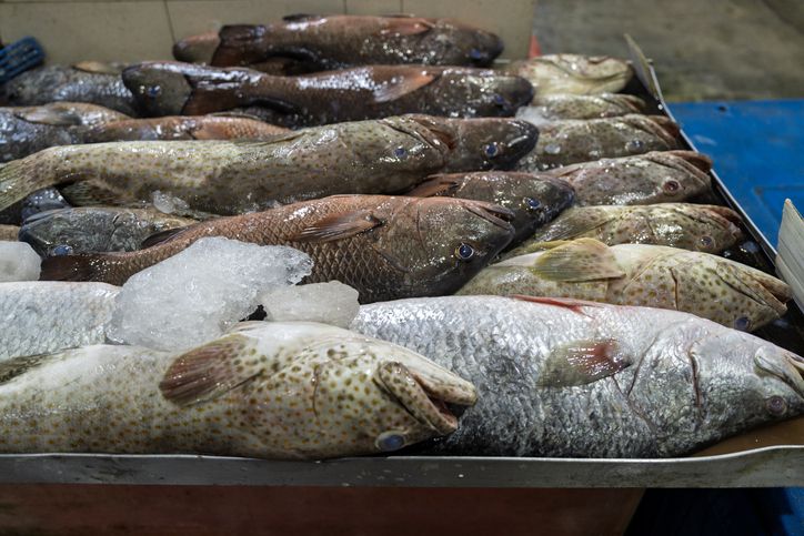 Ikan kerapu dan lobster.