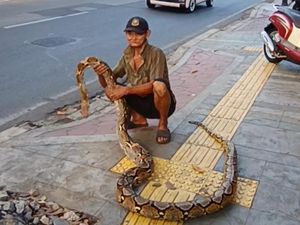 Warga Akui Ular Kakek Subari Bikin Pemotor Tak Berani Melintas di Trotoar Warga Akui Ular Kakek Subari Bikin Pemotor Tak Berani Melintas di Trotoar