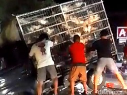 Video: Detik-detik Mobil Pikap Isi Ayam Potong Terguling Diseruduk Innova