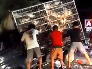Pikap Muat Ayam Potong Diseruduk Innova-Terguling di Polman, 220 Ekor Mati Pikap Muat Ayam Potong Diseruduk Innova-Terguling di Polman, 220 Ekor Mati