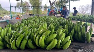 Melihat Budi Daya Moca Anjasmara, Pisang Cavendish Khas Mojokerto