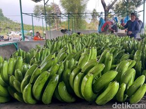 Melihat Budi Daya Moca Anjasmara, Pisang Cavendish Khas Mojokerto Melihat Budi Daya Moca Anjasmara, Pisang Cavendish Khas Mojokerto