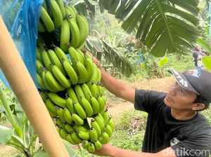 Manis dan Pulen Moca Anjasmara, Pisang Cavendish Khas Mojokerto Manis dan Pulen Moca Anjasmara, Pisang Cavendish Khas Mojokerto