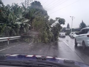 Pohon Tumbang di Tol Jagorawi Arah Cawang, Petugas Langsung Evakuasi Pohon Tumbang di Tol Jagorawi Arah Cawang, Petugas Langsung Evakuasi