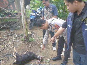 BKSDA Sebut Penyempitan Habitat Pemicu Beruang Madu Masuk Kampung BKSDA Sebut Penyempitan Habitat Pemicu Beruang Madu Masuk Kampung