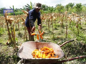 Dari Lahan Tidur, Napi Lapastik Muara Sabak Panen Satu Ton Jagung Dari Lahan Tidur, Napi Lapastik Muara Sabak Panen Satu Ton Jagung
