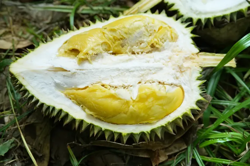 10 Durian Terbaik dengan Tekstur Creamy dan Rasa Unik