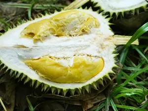 Efek Samping Minum Susu hingga Jenis Durian Terbaik yang Creamy Efek Samping Minum Susu hingga Jenis Durian Terbaik yang Creamy