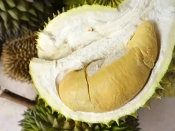 Rebutan Klaim Durian Singapura Vs Malaysia, Indonesia Punya Jenis Terbanyak
