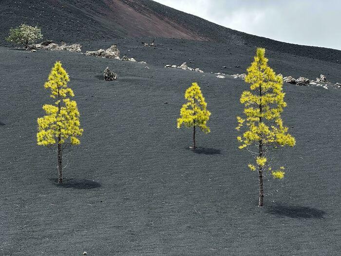 Foto yang Dikira AI, Padahal Asli