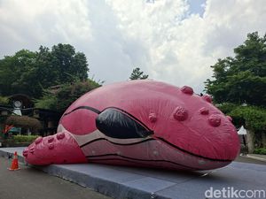 Runa, Paus Pink Raksasa Pembawa Pesan Mulia Runa, Paus Pink Raksasa Pembawa Pesan Mulia