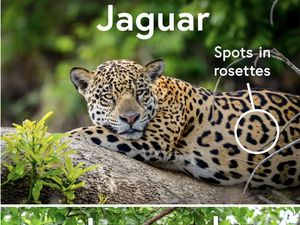 Macan Tutul dan Jaguar, Beda atau Sama? Macan Tutul dan Jaguar, Beda atau Sama?