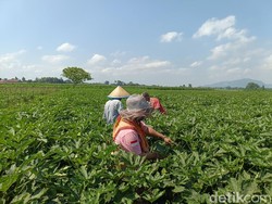 Kaya Khasiat, Okra Jember Tembus Pasar Jepang hingga Hong Kong