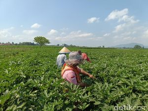 Kaya Khasiat, Okra Jember Tembus Pasar Jepang hingga Hong Kong Kaya Khasiat, Okra Jember Tembus Pasar Jepang hingga Hong Kong
