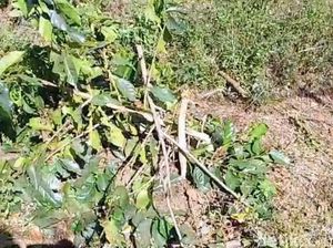 Kebun PTPN di Ijen Kembali Dirusak OTK, Puluhan Pohon Kopi Ditebang Kebun PTPN di Ijen Kembali Dirusak OTK, Puluhan Pohon Kopi Ditebang