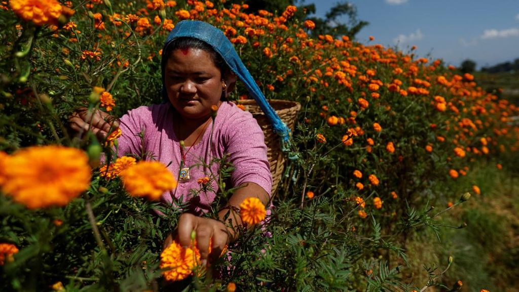 Kilau Oranye Marigold Sambut Festival Tihar di Nepal Kilau Oranye Marigold Sambut Festival Tihar di Nepal