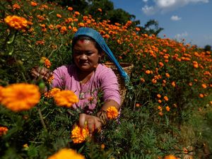 Kilau Oranye Marigold Sambut Festival Tihar di Nepal Kilau Oranye Marigold Sambut Festival Tihar di Nepal