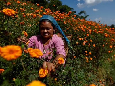 Kilau Oranye Marigold Sambut Festival Tihar di Nepal