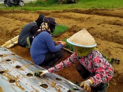 Pemkab Wonosobo-BRIN Uji Keunggulan Varietas Bawang Daun Lokal Meland-1