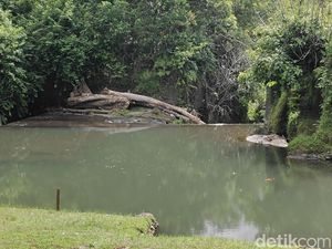 Pemkab Badung Tanam 44 Ribu Pohon Rehabilitasi 70 Hektare Lahan Kritis Pemkab Badung Tanam 44 Ribu Pohon Rehabilitasi 70 Hektare Lahan Kritis