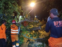 7 Titik di Bogor Diterpa Longsor dan Pohon Tumbang Akibat Hujan Deras
