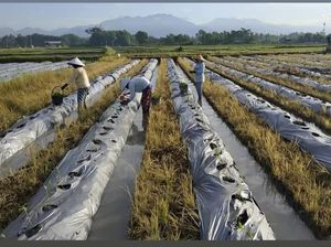 Belasan Tahun Aiptu Ngurah Rai Bina Petani untuk Tingkatkan Ekonomi Desa