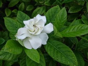 Minum Rebusan Apa untuk Meredakan Batuk dengan Cepat dan Ampuh dalam Semalam? Minum Rebusan Apa untuk Meredakan Batuk dengan Cepat dan Ampuh dalam Semalam?