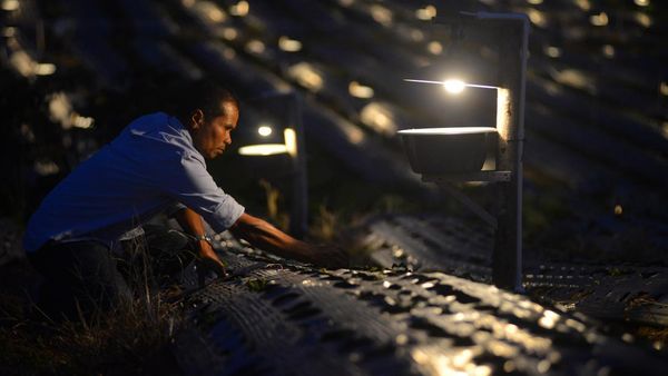 Inovasi Petani Solok Usir Hama Tanpa Banyak Pestisida