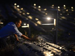 Inovasi Petani Solok Usir Hama Tanpa Banyak Pestisida Inovasi Petani Solok Usir Hama Tanpa Banyak Pestisida