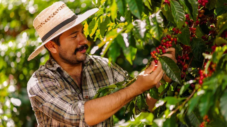 kopi