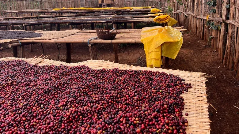 kopi