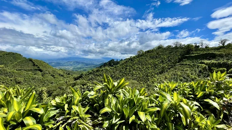 kopi
