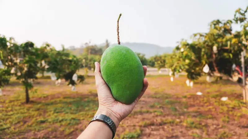 Mangga harumanis